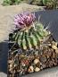 Preview: Stenocactus multicostatus